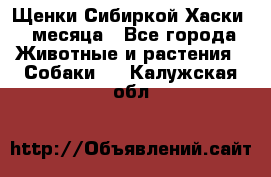 Щенки Сибиркой Хаски 2 месяца - Все города Животные и растения » Собаки   . Калужская обл.